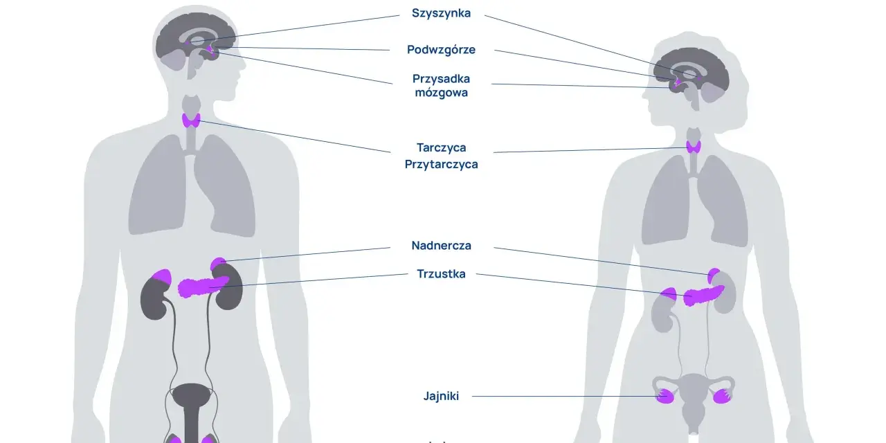Ilustracja przedstawia ludzki układ hormonalny z zaznaczonymi gruczołami: szyszynką, podwzgórzem, przysadką, tarczycą, przytarczycami, nadnerczami, trzustką, jajnikami i jądrami.