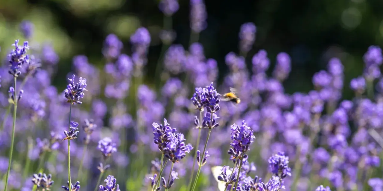 En humla flyger över en fält av lila timjan blomma i solljus.