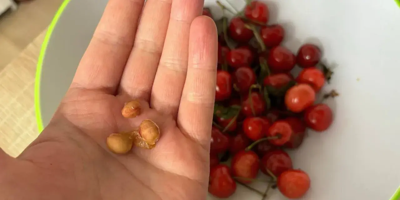 Pestki czereśni w dłoni, gotowe do próby, jak sadzić czereśnie z pestki. W tle miska pełna owoców.