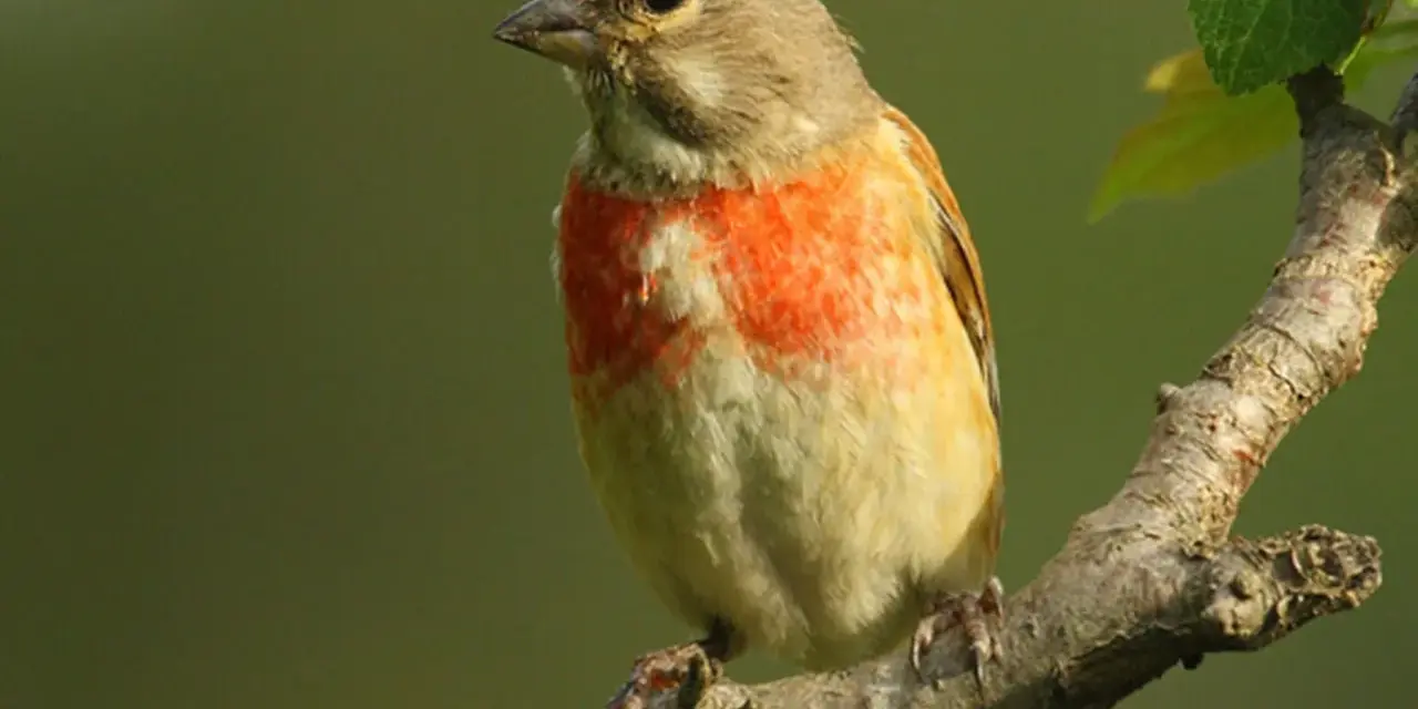 Pájaro pardillo con pecho anaranjado posado en una rama.