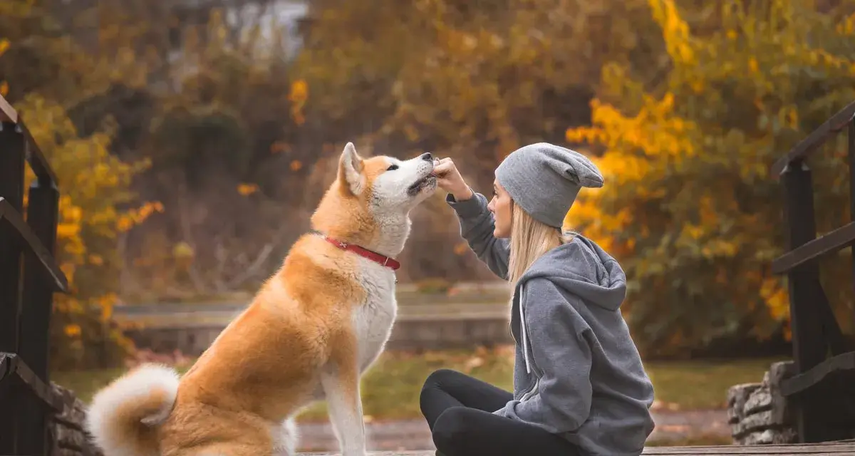 Piękny akita inu waga, karmiony przez kobietę na drewnianym moście. Jesienne liście tworzą tło.