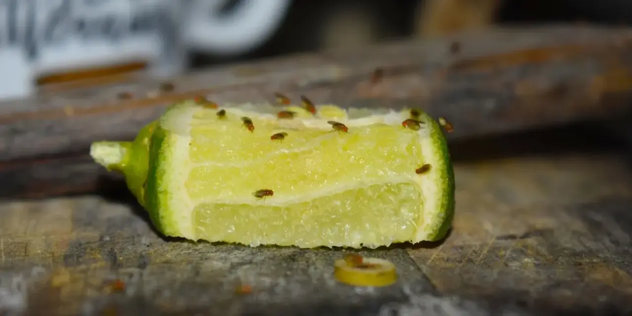 Fruchtfliegen auf einem Limettenstück. Ein Beweis, dass Zitrusfrüchte helfen, was gegen Fruchtfliegen hilft.