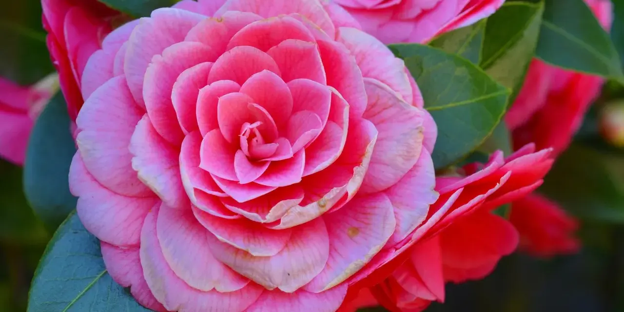 Primer plano de dos tipos de camelias rosadas, una completamente abierta y otra parcialmente visible, rodeadas de hojas verdes.