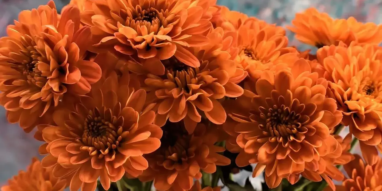 Un ramo de vibrantes flores de noviembre, con pétalos anaranjados que parecen pequeñas llamas.