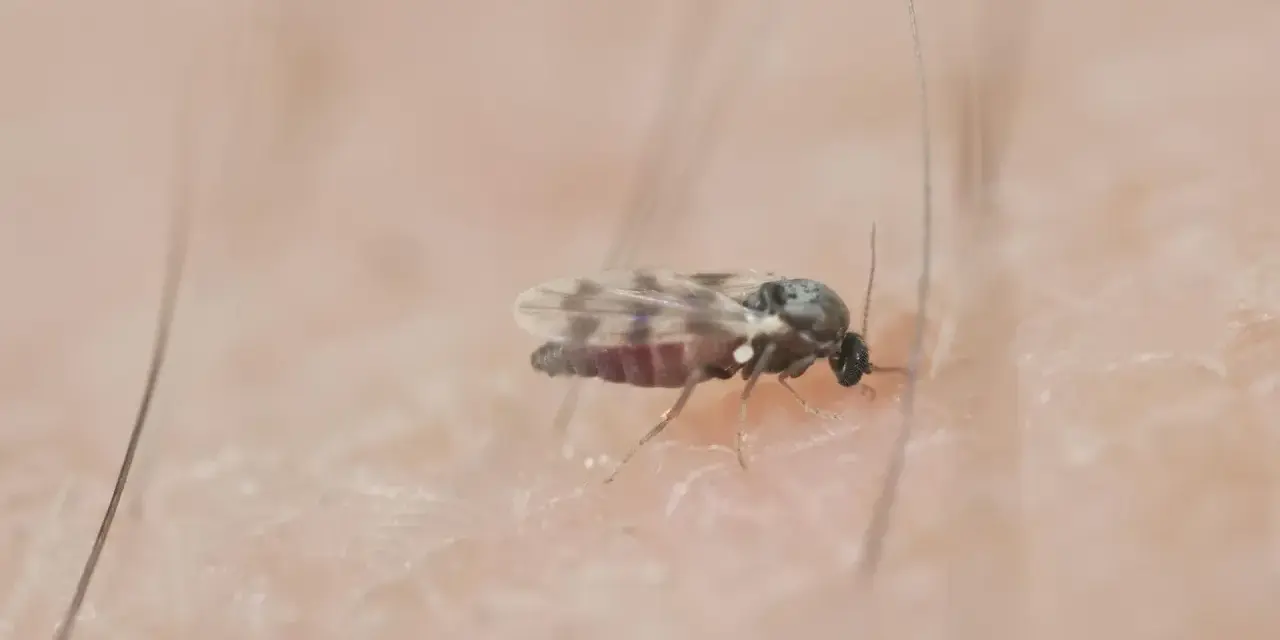 Mały meszek na skórze. Szukasz domowych sposobów na meszki? Ten owad może być uciążliwy.