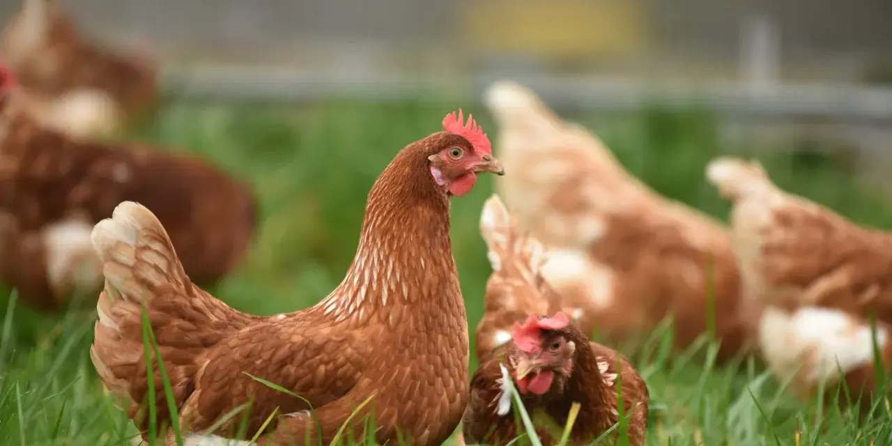 Galline brune in un prato verde, che cercano insetti e semi, mostrando cosa mangiano le galline in natura.