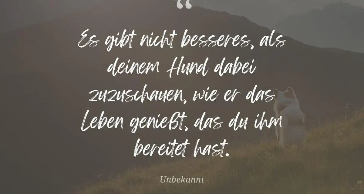 Hund sitzt auf einer Wiese vor Bergkulisse, Zitat über Hunde.