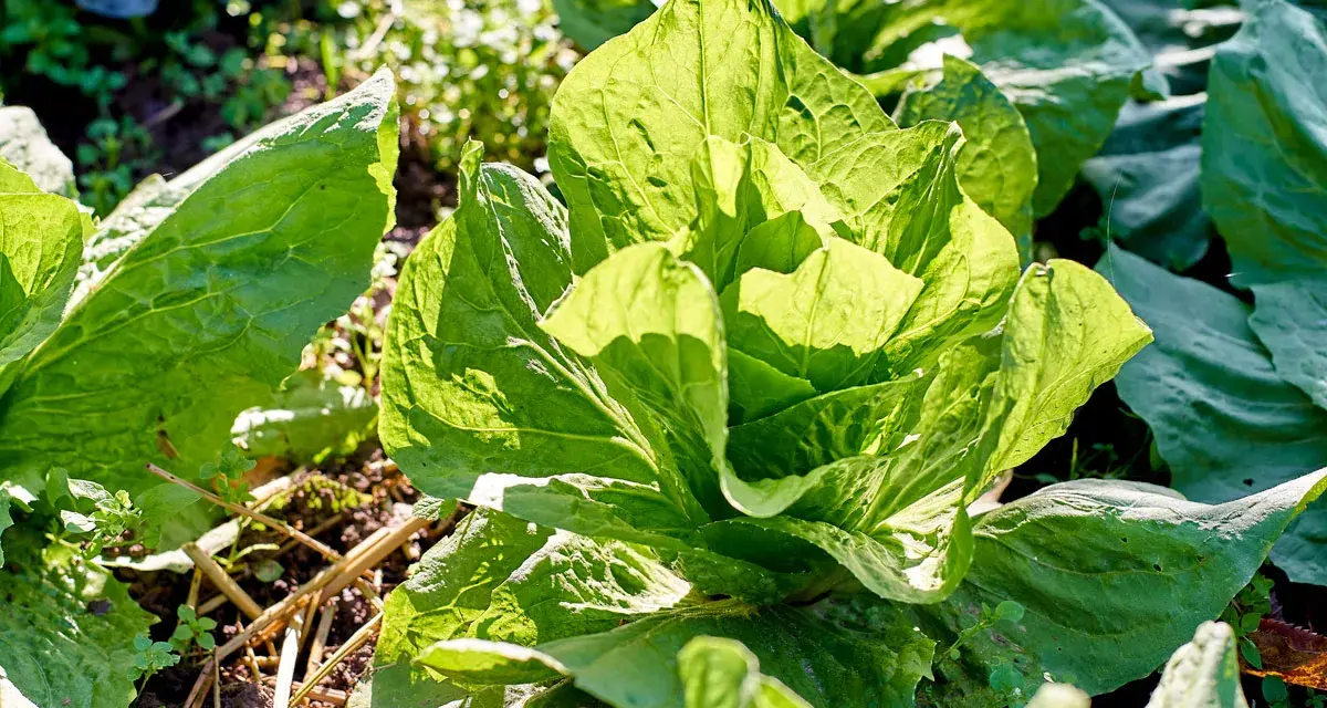 Ein knackiger zuckerhut salat, dessen Blätter im Sonnenlicht leuchten. Er ist bereit für die Ernte, vielleicht mit einem leicht bitteren, erfrischenden Geschmack.