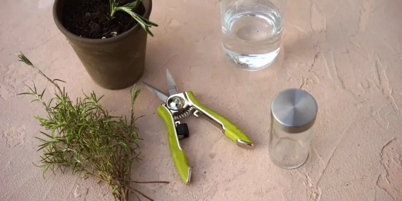 Gathering supplies to learn how to grow rosemary from cuttings: a pot with soil, fresh rosemary sprigs, pruning shears, and water.