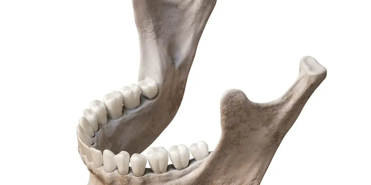 Anatomical model of the human mandible with teeth, isolated on white background.