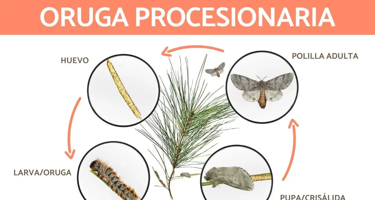 Ciclo de vida de la oruga procesionaria: huevos, larva, pupa y polilla adulta. La imagen muestra las distintas etapas de desarrollo de la oruga procesionaria.