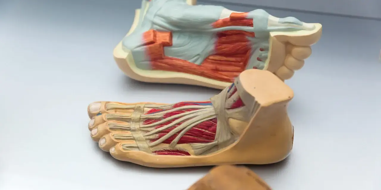 Anatomiska modeller visar fotens delar namn med muskler och senor.