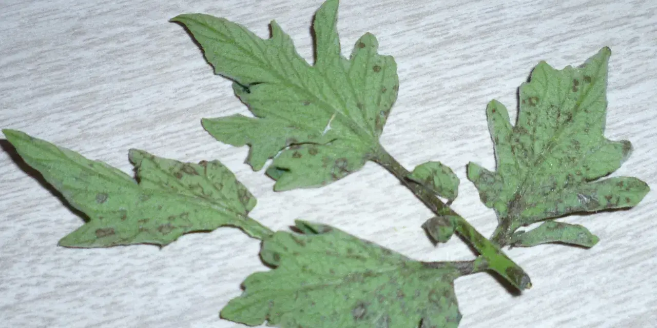 Hojas de tomate con manchas oscuras, indicativo de enfermedad de las hojas del tomate.