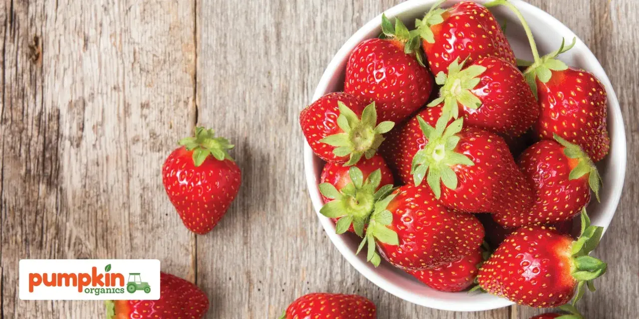 Frische, rote Erdbeeren in einer Schüssel, bereit für ein Baby-Snack.