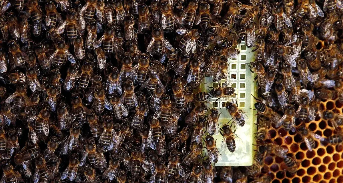 Enjambre de abejas en una pared, con una reina en el centro. Si buscas como eliminar abejas de una pared, esta imagen muestra la magnitud del problema.