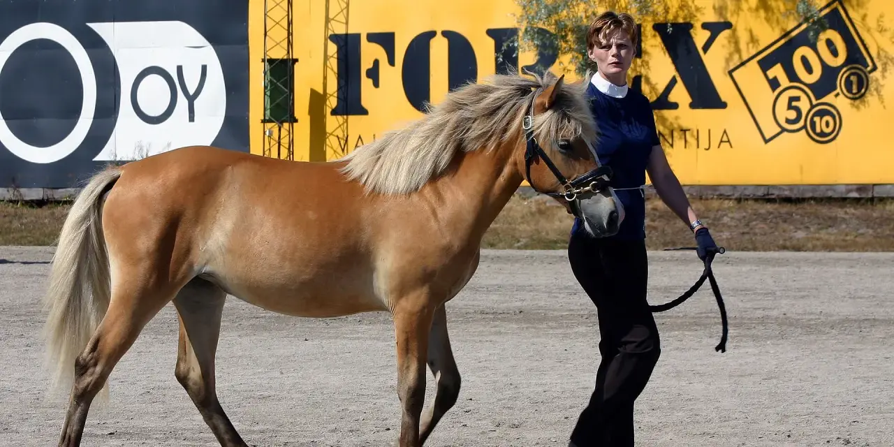 Une femme mène un cheval alezan, un **argento etalon**, devant un mur jaune avec des logos.