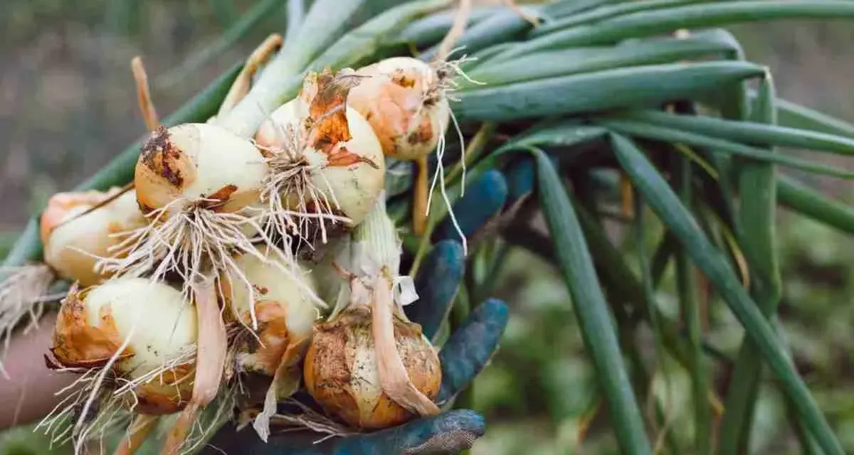 Mano guantata raccoglie cipolle appena sradicate, con radici e foglie verdi. È il momento giusto quando raccogliere le cipolle.