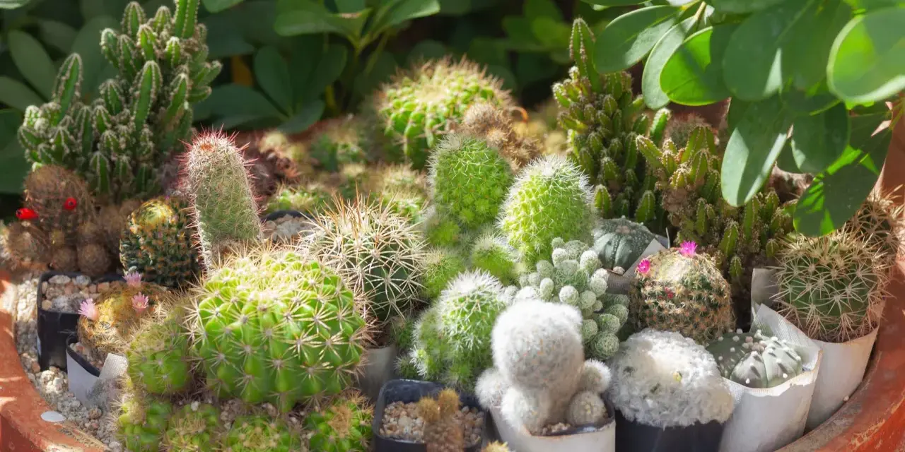 Un surtido de cactus con flores rosadas y rojas, en macetas individuales dentro de una maceta grande de terracota.