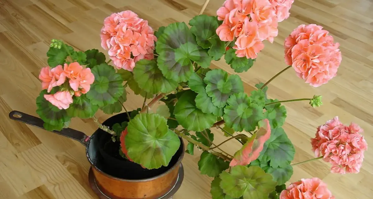 En pelargon i en kopparpanna, redo för att klippa ner på våren. Blommorna är ljust rosa med gröna blad.