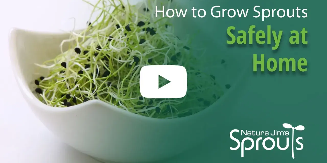 Fresh sprouts in a white bowl, with text overlay "How to Grow Sprouts Safely at Home" and a play button.