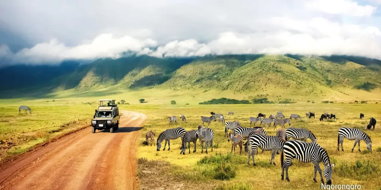 Niesamowity safari z Zanzibaru! Stado zebr pasących się na tle zielonych wzgórz, a obok przejeżdża terenowy samochód.