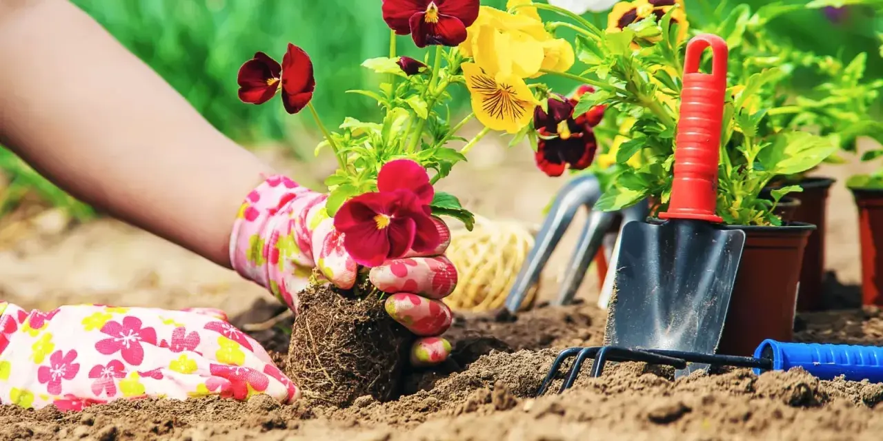 Hands in floral gloves plant pansies in rich soil, creating a beautiful flower bed. This is the best soil for flower beds.