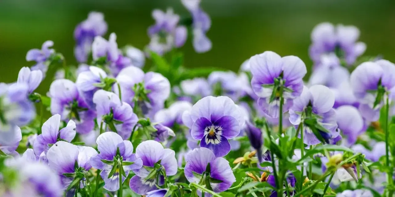 En äng full av lila och vita viola wittrockiana blommor, med en mjukt grön bakgrund.