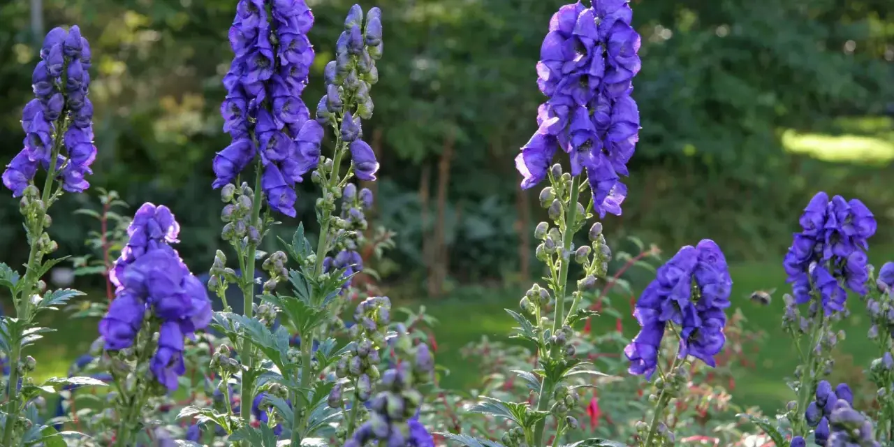 Blau leuchtende Eisenhut-Blüten, die giftig sind, stehen im Sonnenlicht.