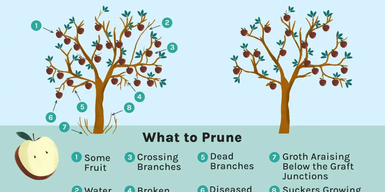Learn how to prune apple trees by identifying what to cut: water sprouts, crossing branches, dead or diseased limbs, and suckers.