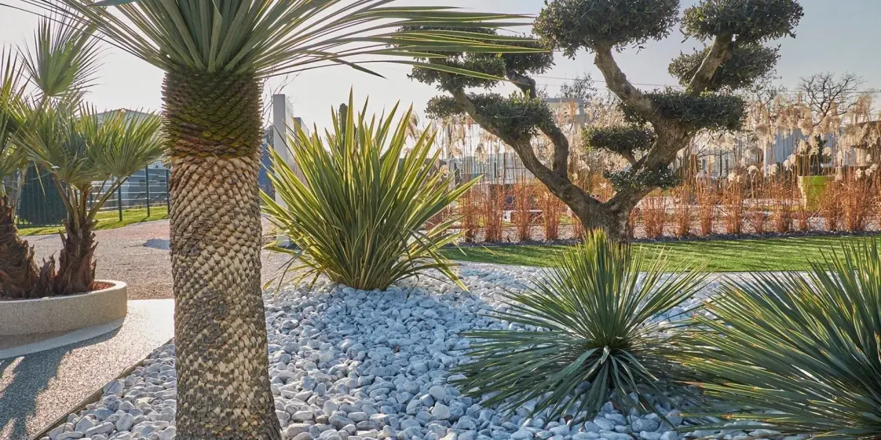 Jardin moderne avec un massif de galets blancs, palmiers et arbustes taillés. Une belle idée déco massif avec galets pour un style épuré.
