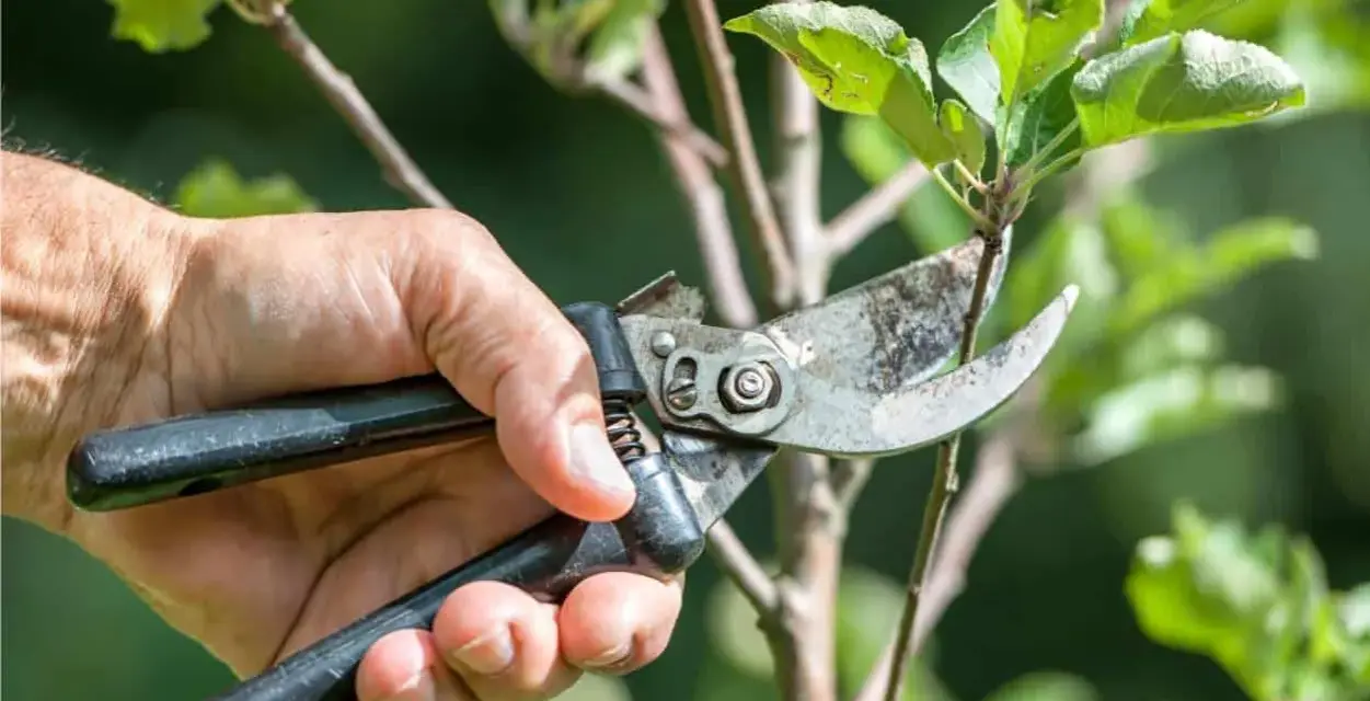 Mano che pota un ramo di un albero da frutto con forbici, un momento essenziale quando si potano le piante da frutto per favorire la crescita.