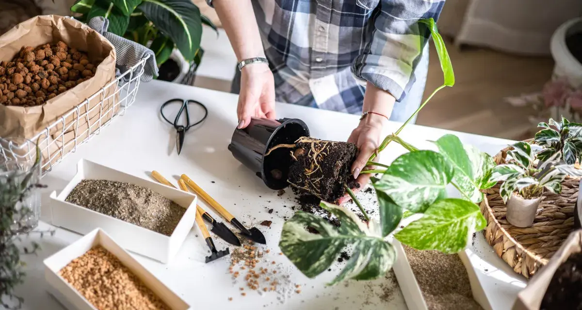Mani che trapiantano una pianta, con vasi di terriccio, argilla espansa per un **terreno drenante** e attrezzi da giardinaggio.