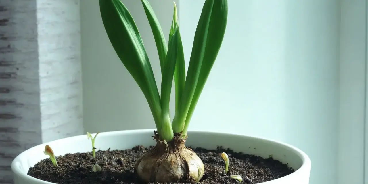 En amaryllis i kruka med spirande skott. Vattna försiktigt för att hjälpa den att växa sig stor och stark.