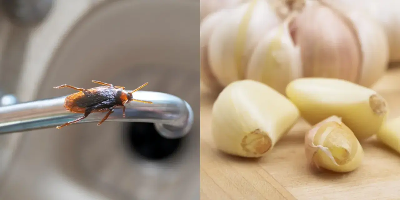 Cucaracha en grifo, posible lugar donde anidan las cucarachas, junto a dientes de ajo.