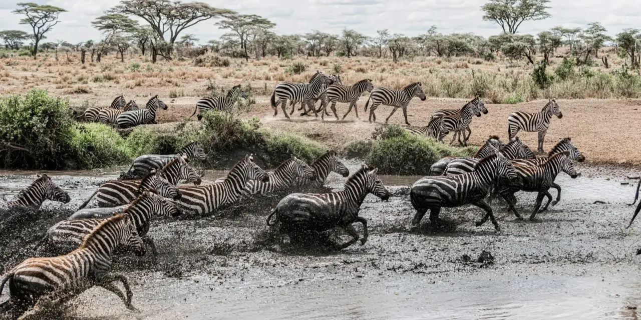 Stado zebr wbiega do błotnistej wody w Masai Mara, Kenia. Woda rozpryskuje się wokół ich nóg, tworząc dynamiczny widok.