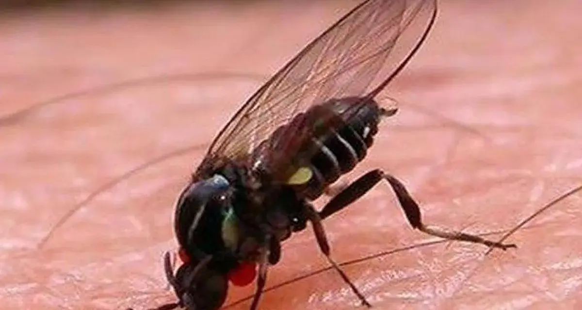 Mosca de la caca, un insecto negro con alas transparentes y ojos rojos, posado sobre piel rosada.