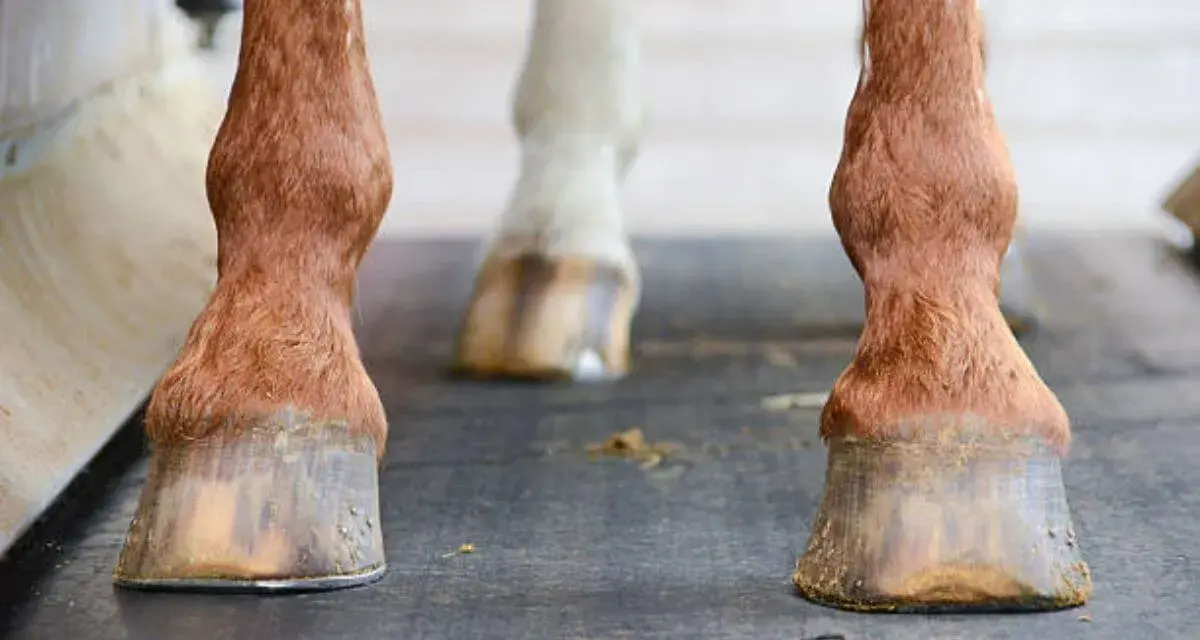 Gros plan sur les sabots d'un cheval, chacun portant une chaussure de cheval en métal.