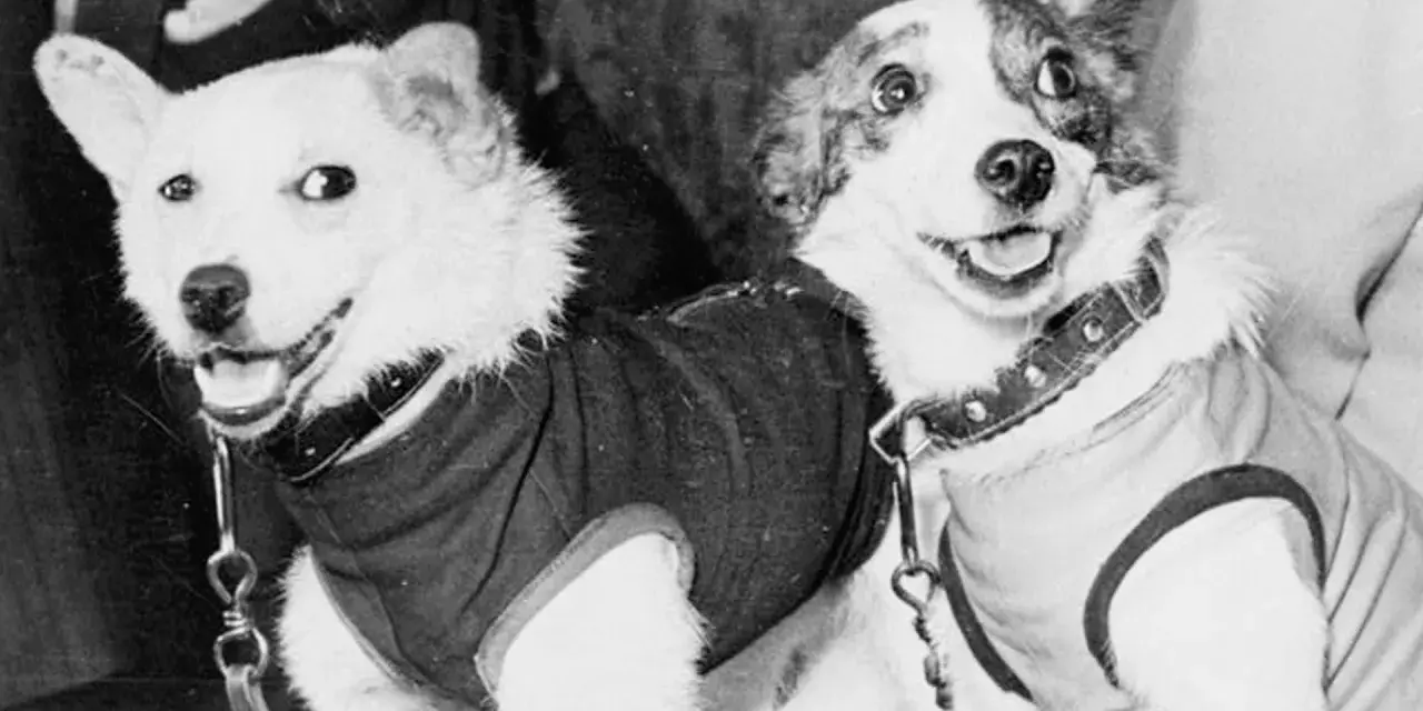 Deux chiens, prêts pour leur voyage, un chien envoyé dans l'espace.