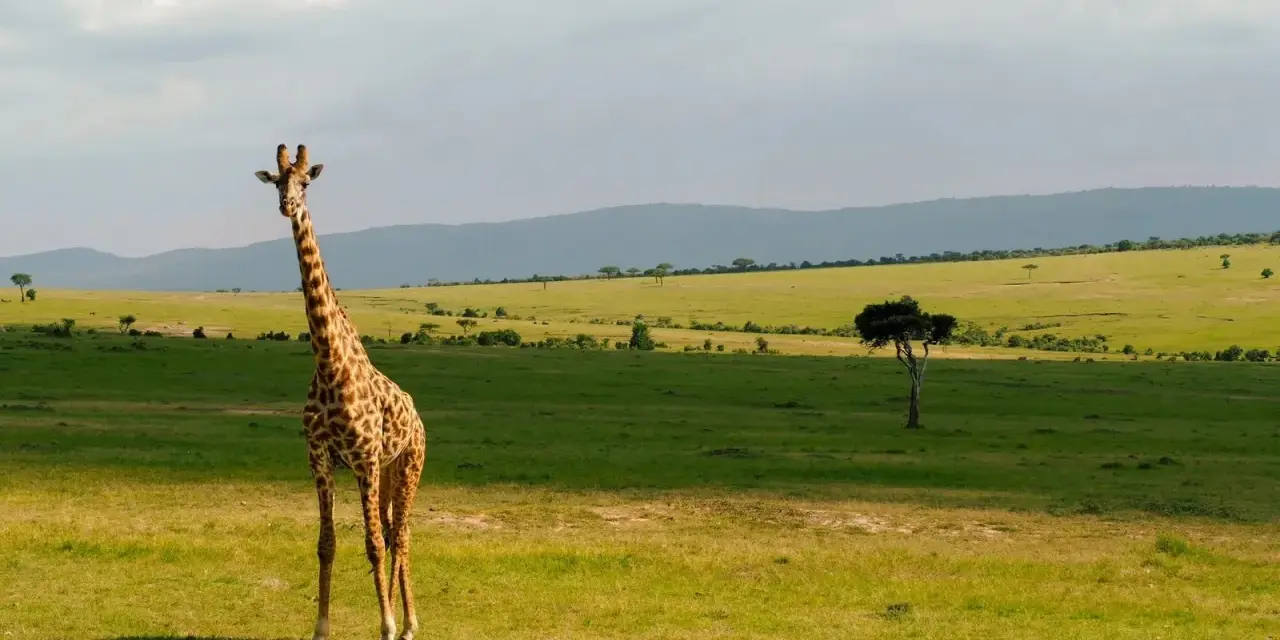 Żyrafa na tle zielonych wzgórz Kenii. Niezapomniane wrażenia z safari w Nairobi.