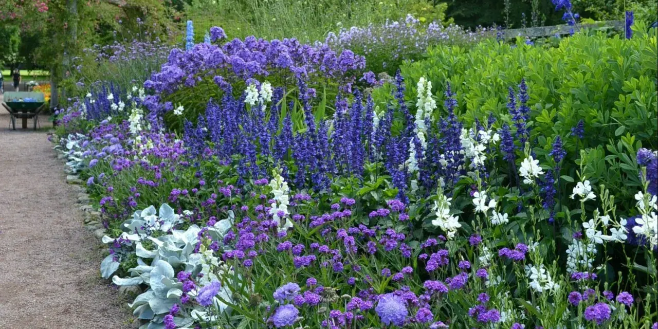En lummig rabatt med en rik blandning av blå blommor, perenner som salvia och lavendel, kantad av en grusgång.