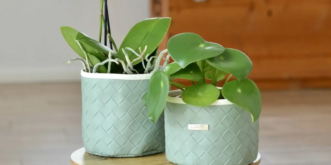 Tuto cache pot tissu : deux plantes vertes dans des contenants tressés vert pâle, sur une table basse.