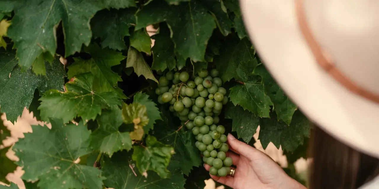 Ręka w kapeluszu dotyka kiści zielonych winogron, które dojrzewają, by stać się wyśmienitym, dawnym winem węgierskim.
