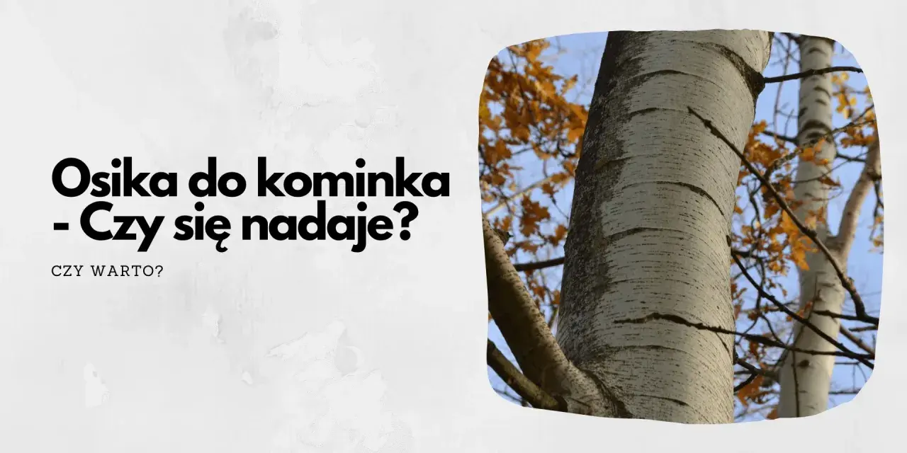 Osika do kominka – czy się nadaje? Pytanie o drewno na opał, z widokiem na pnie drzew i jesienne liście.