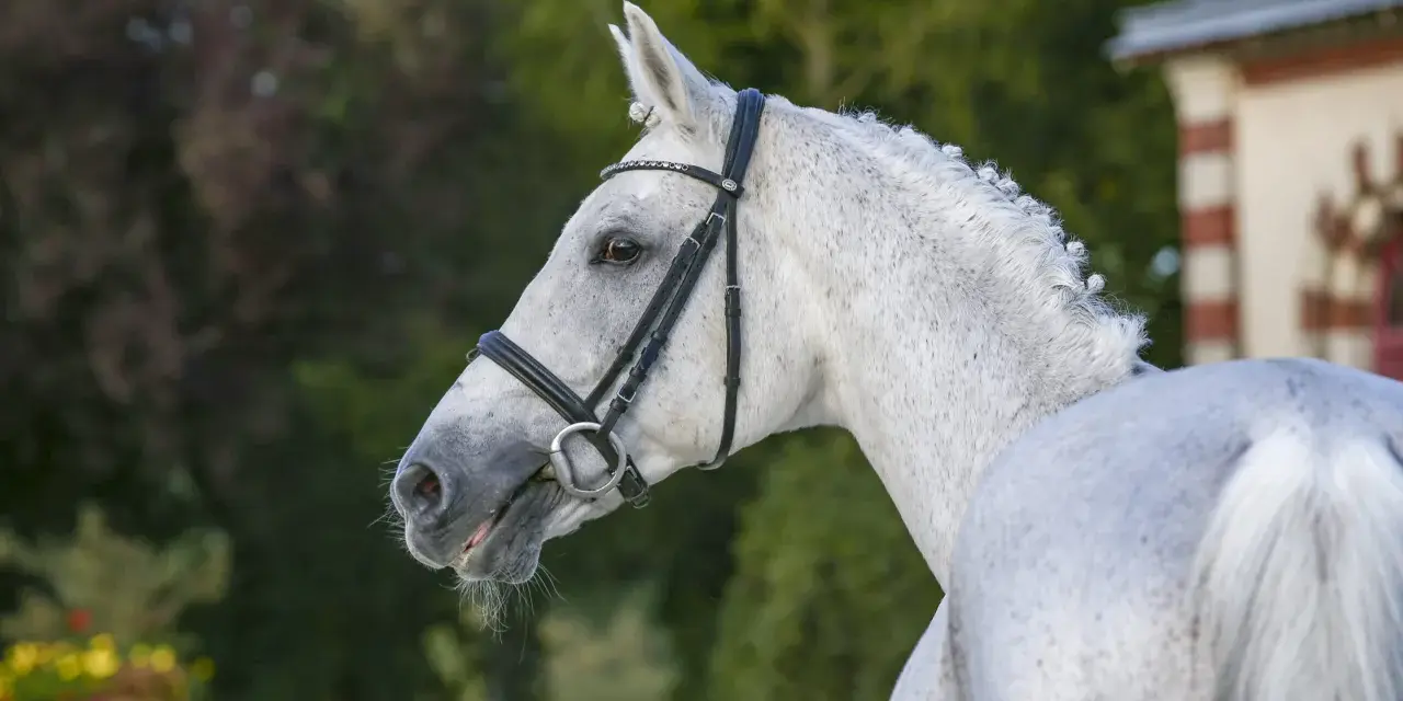 Magnifique cheval blanc, mylord Carthago, au licol orné, se tient fièrement devant un manoir.