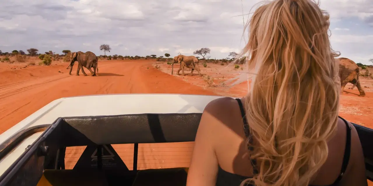 Niesamowity wyjazd na safari! Widok słoni spacerujących po czerwonej drodze z perspektywy samochodu terenowego.
