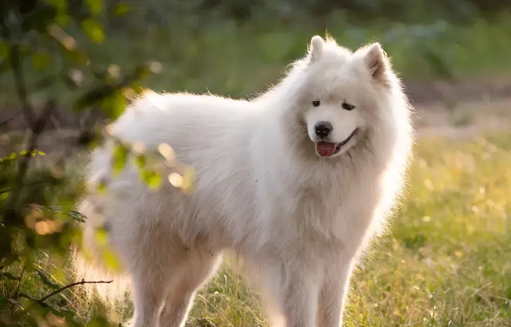 Samoyed czy gubi sierść? Odkryj sekrety linienia i pielęgnacji