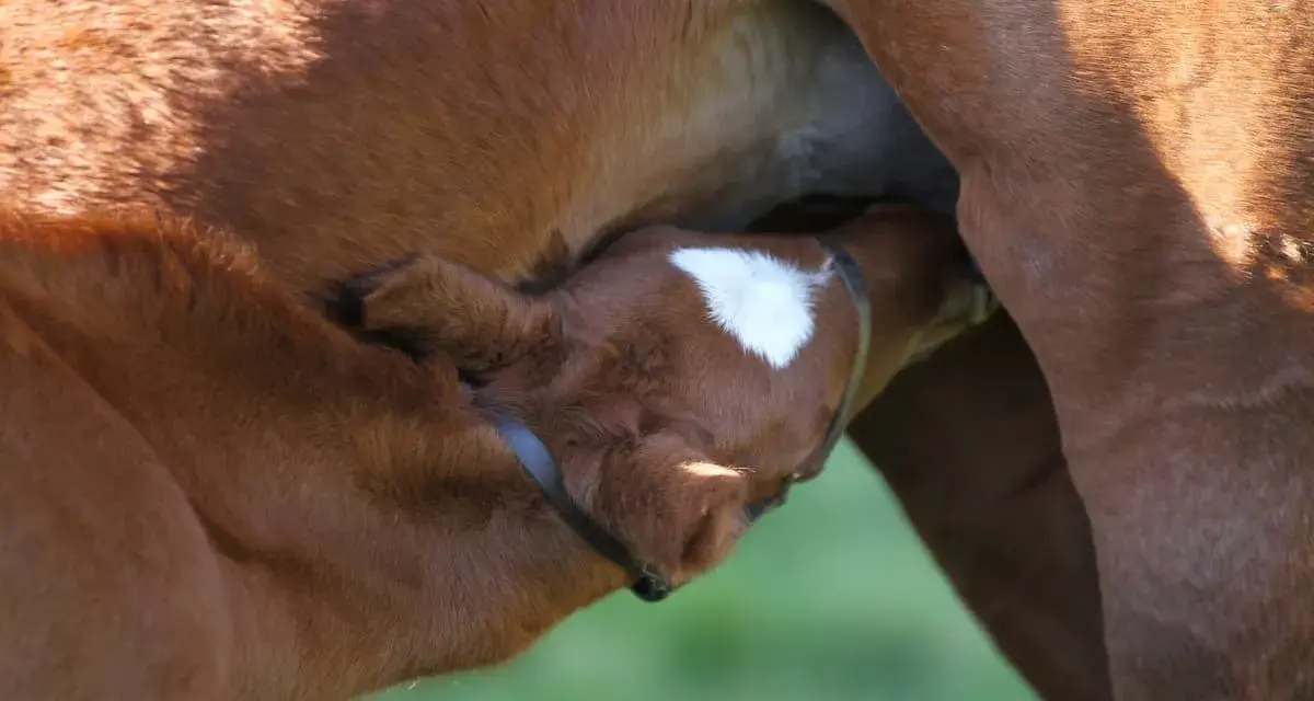 Un poulain brun boit le colostrum de sa mère. Sa petite tête est blottie contre le flanc de la jument, une tache blanche orne son front.