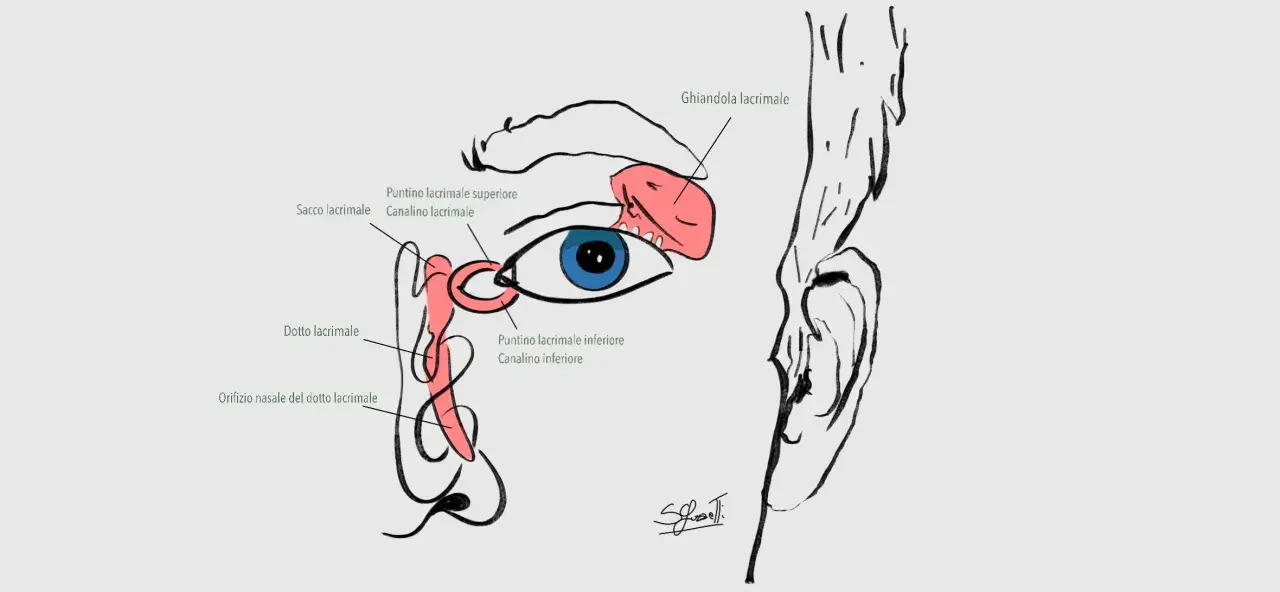 Illustrazione anatomica dell'occhio e del sistema lacrimale, con dettagli sul dotto lacrimale adulto e la ghiandola.