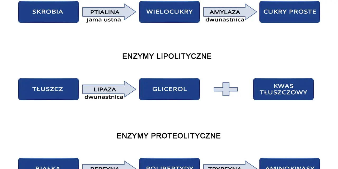 Schemat trawienia: skrobia -> wielocukry (amylaza), tłuszcz -> glicerol + kwasy tłuszczowe (lipaza), białka -> polipeptydy (pepsyna) -> aminokwasy.