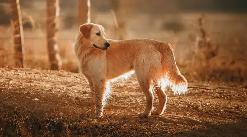 Czy golden retriever może mieszkać na dworze? Odkryj prawdę o jego potrzebach